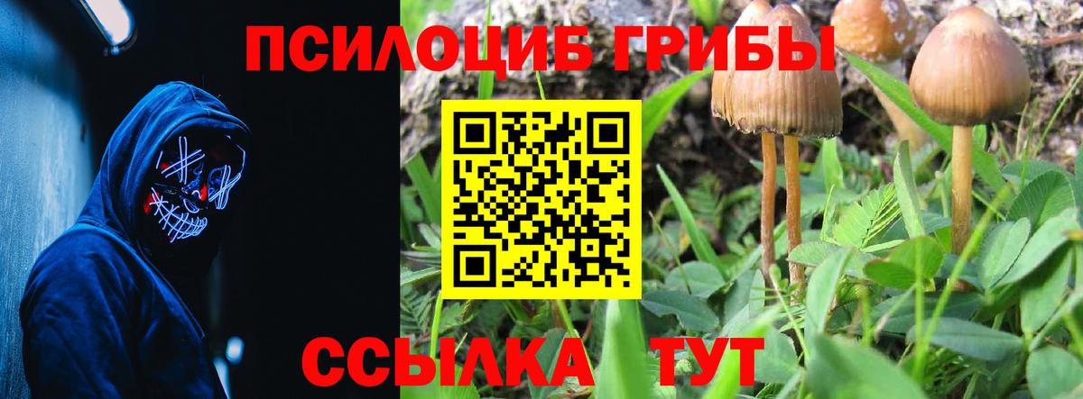 Губаха  Галлюциногенные грибы Psilocybe  где найти наркотики  Вход с VPN 